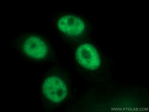 [12070-1-AP-150UL] SF3A3 Polyclonal antibody