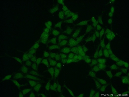 [12105-1-AP-150UL] SPIN1 Polyclonal antibody