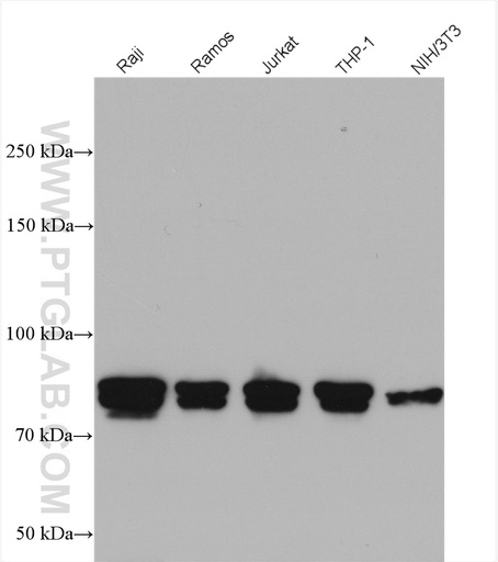[12132-1-AP-150UL] CIN85 Polyclonal antibody