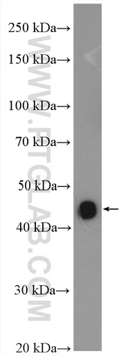 [12145-1-AP-150UL] NEIL1 Polyclonal antibody