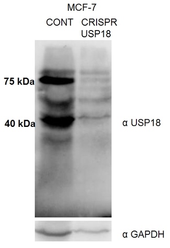 [12153-1-AP-150UL] USP18 Polyclonal antibody