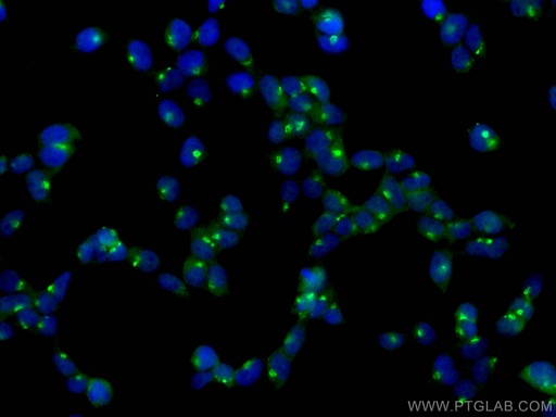 [12163-1-AP-20UL] GOPC Polyclonal antibody