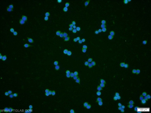 [12168-2-AP-150UL] RPE Polyclonal antibody