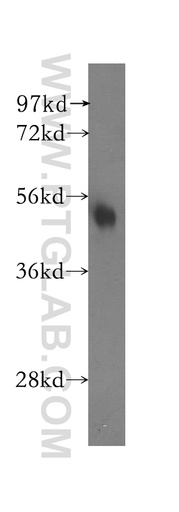 [12173-1-AP-150UL] NARF Polyclonal antibody