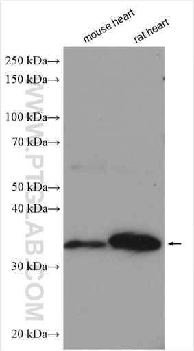 [12189-1-AP-20UL] SFRP2 Polyclonal antibody