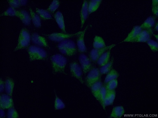 [12207-1-AP-150UL] PCTAIRE3 Polyclonal antibody