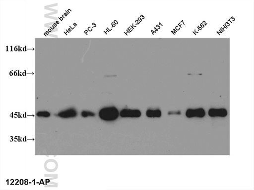 [12208-1-AP-150UL] CREB1 Polyclonal antibody