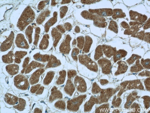 [12215-1-AP-150UL] PDK3 Polyclonal antibody