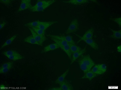 [12219-1-AP-150UL] DYNC1I2 Polyclonal antibody