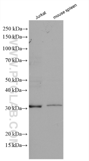 [12220-1-AP-20UL] CREG1 Polyclonal antibody