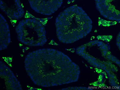 [12225-1-AP-20UL] STAR Polyclonal antibody