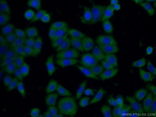 [12226-1-AP-20UL] SH2B1 Polyclonal antibody