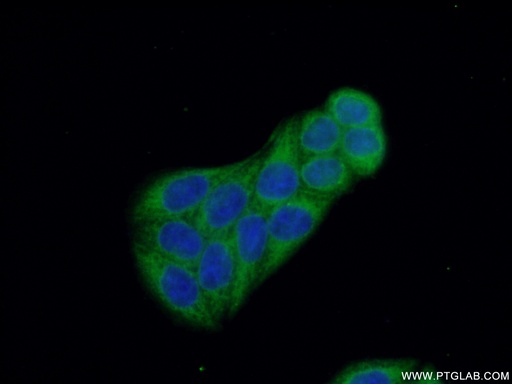 [12229-1-AP-150UL] CALCOCO2 Polyclonal antibody