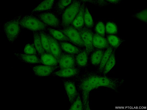 [12235-1-AP-20UL] NUR77 Polyclonal antibody