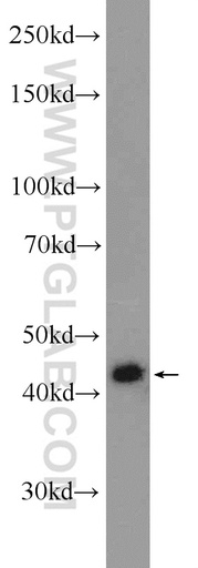 [12238-1-AP-150UL] MKRN2 Polyclonal antibody