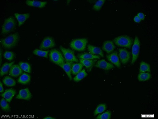 [12249-1-AP-150UL] FRS3 Polyclonal antibody