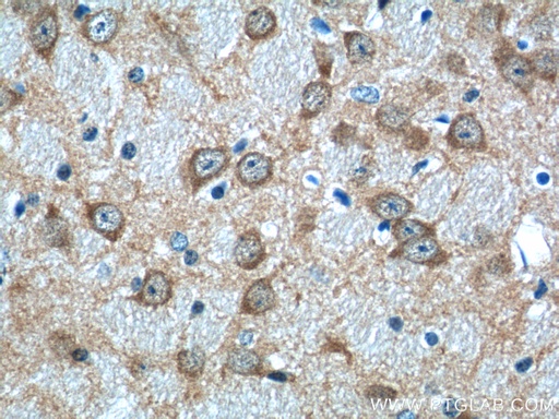 [12257-1-AP-20UL] NECAB2 Polyclonal antibody