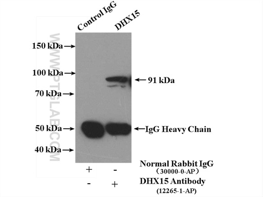 [12265-1-AP-150UL] DHX15 Polyclonal antibody