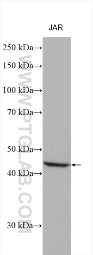 [12274-1-AP-20UL] FNTA Polyclonal antibody