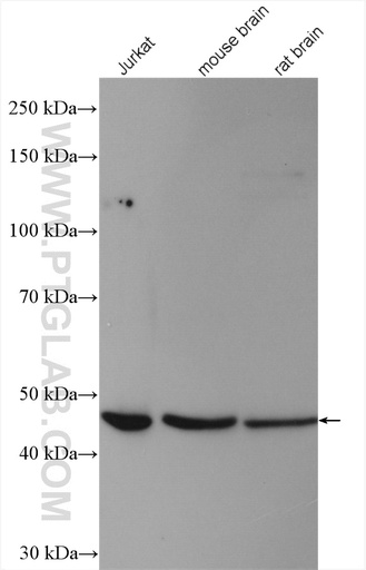 [12277-1-AP-150UL] SLC25A46 Polyclonal antibody