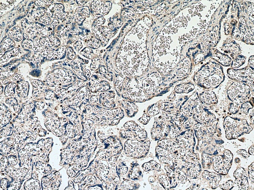 [12284-1-AP-150UL] PLAC8 Polyclonal antibody