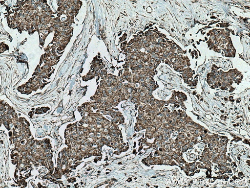 [12296-1-AP-150UL] SFXN1 Polyclonal antibody