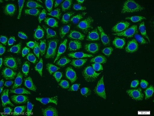 [12297-1-AP-20UL] Neurotrophin 4 Polyclonal antibody