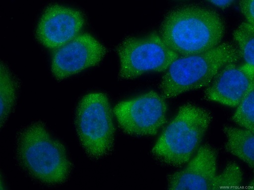 [12307-2-AP-20UL] GEMIN6 Polyclonal antibody