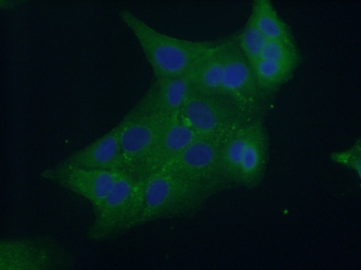 [12322-1-AP-150UL] Syntaxin 7 Polyclonal antibody