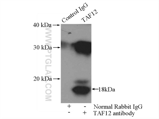 [12353-1-AP-20UL] TAF12 Polyclonal antibody