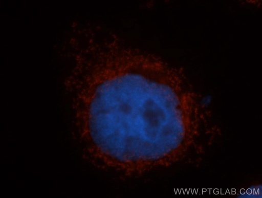 [12357-2-AP-20UL] MRRF Polyclonal antibody