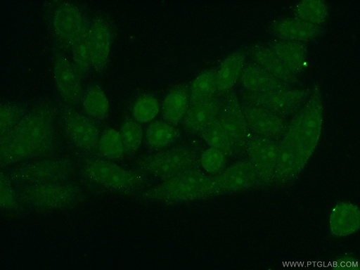 [12368-1-AP-20UL] PINX1 Polyclonal antibody