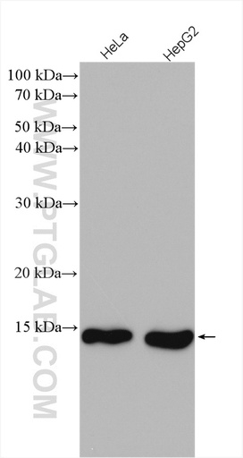 [12379-1-AP-20UL] SF3B14 Polyclonal antibody