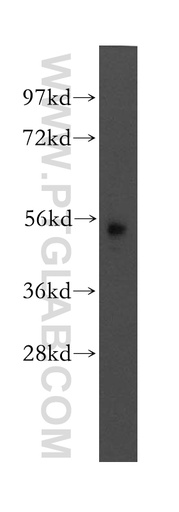 [12382-1-AP-150UL] MEF2A Polyclonal antibody