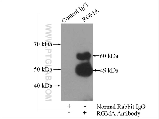 [12387-1-AP-150UL] RGMA Polyclonal antibody