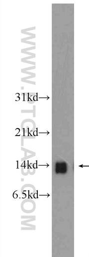 [12389-1-AP-150UL] DDT Polyclonal antibody