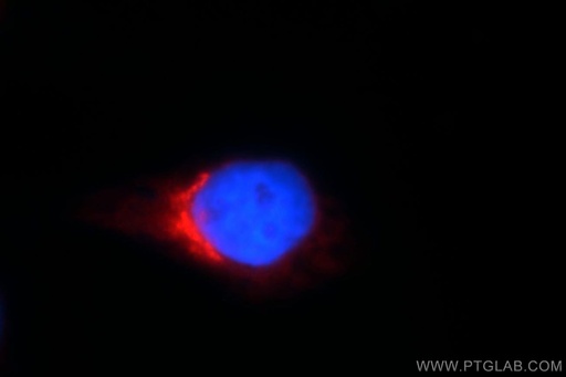 [12393-1-AP-150UL] COPG Polyclonal antibody