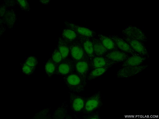 [12394-1-AP-20UL] UNG Polyclonal antibody