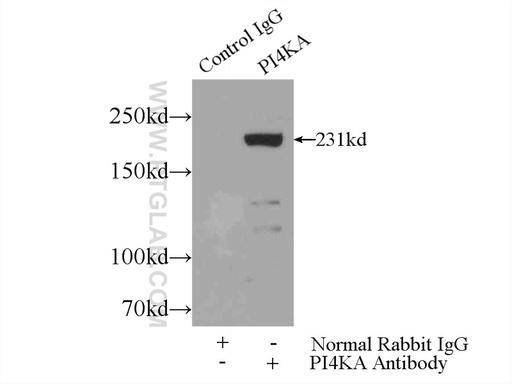 [12411-1-AP-20UL] PI4KA Polyclonal antibody
