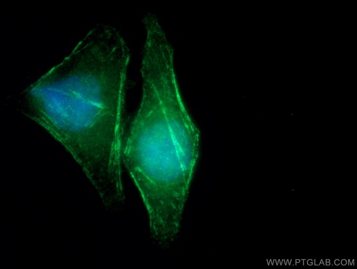 [12420-1-AP-150UL] SEPT10 Polyclonal antibody
