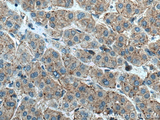 [12422-1-AP-150UL] Alix Polyclonal antibody
