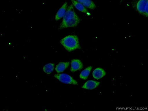 [12424-1-AP-20UL] MAGEH1 Polyclonal antibody