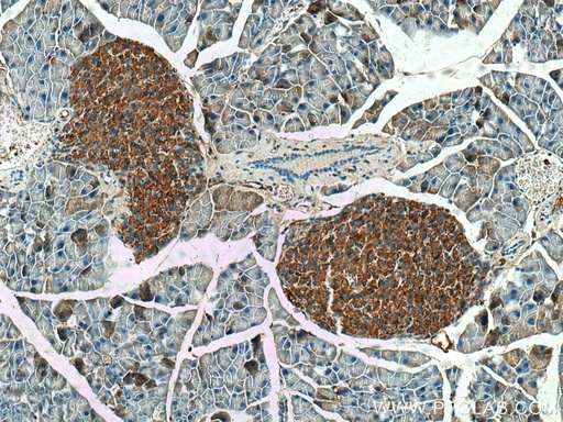 [12436-1-AP-150UL] SHC3 Polyclonal antibody