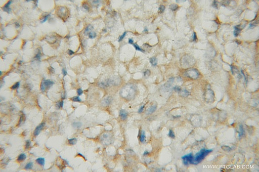[12442-2-AP-20UL] PDE1A Polyclonal antibody