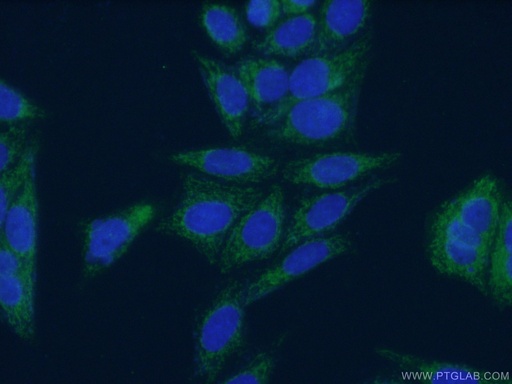 [12451-1-AP-20UL] DBT Polyclonal antibody