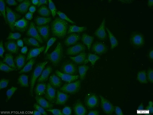 [12452-1-AP-20UL] VPS34 (C terminal) Polyclonal antibody