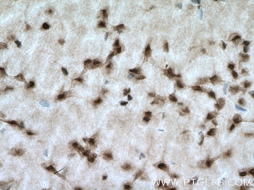 [12460-1-AP-20UL] PAK4/6/7 Polyclonal antibody
