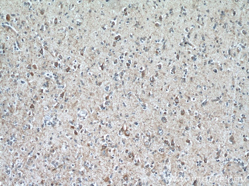 [12472-1-AP-150UL] MOBP Polyclonal antibody