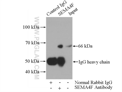 [12474-1-AP-150UL] SEMA4F Polyclonal antibody