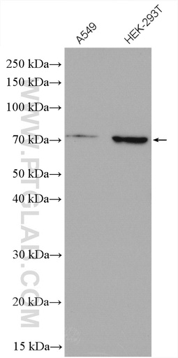 [12482-1-AP-150UL] NRF1/nuclear respiratory factor 1 Polyclonal antibody